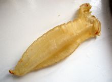 Bahaba Lapas [1] World enciklopēdisks zināšanas